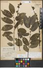Foto von Salix myrsinifolia Salisb.